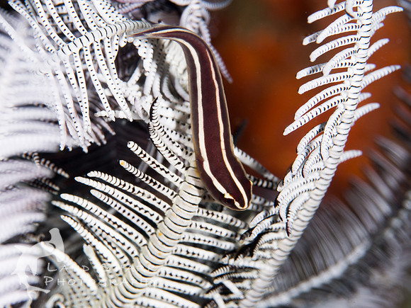 Clingy: Clingfish in a crinoid, Dumaguete, Philippines