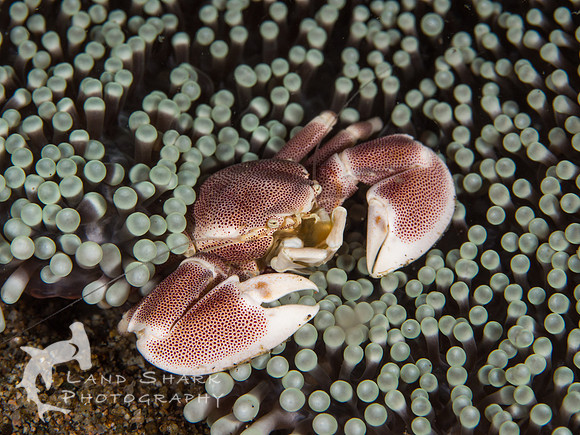 Bubble wrap: Porcelain crab in anemone, Dumaguete, Philippines