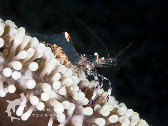 Transparent: Holthuis Anemone Shrimp wth eggs