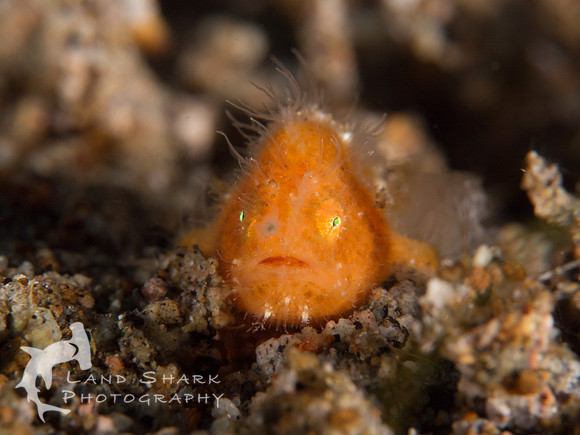 Fuzzy: Juvenile Hairy Frogfish, Dumaguete, Philippines