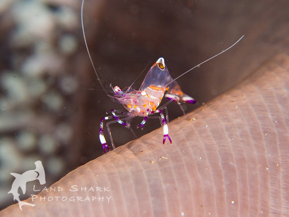 Translucent: Sarasvati Anemone Shrimp, Dumaguete, Phillipines