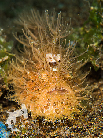 Shaggy: Hairy Frogfish, Dumaguete, Philippines