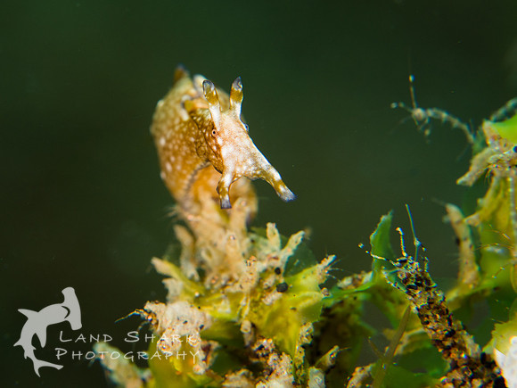 Freckles are cute: Freckled Sea hare, Dumaguete, Philippines