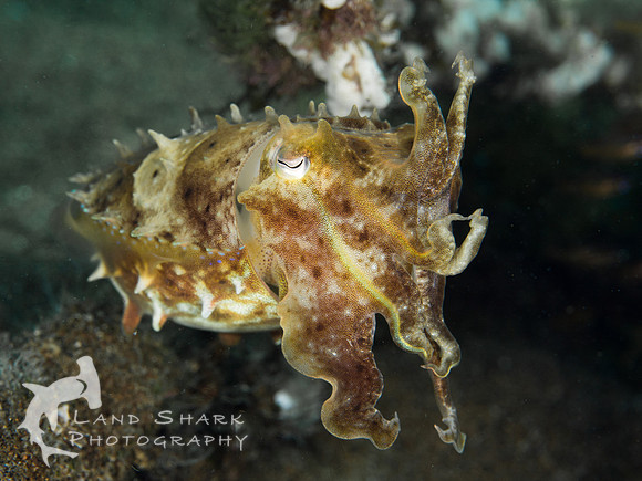 Defensive: Broadclub Cuttlefish, Dumaguete, Philippines