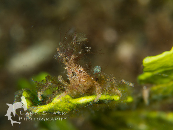 All Decked Out: Tiny Decorator Crab, Dumaguete, Philippines