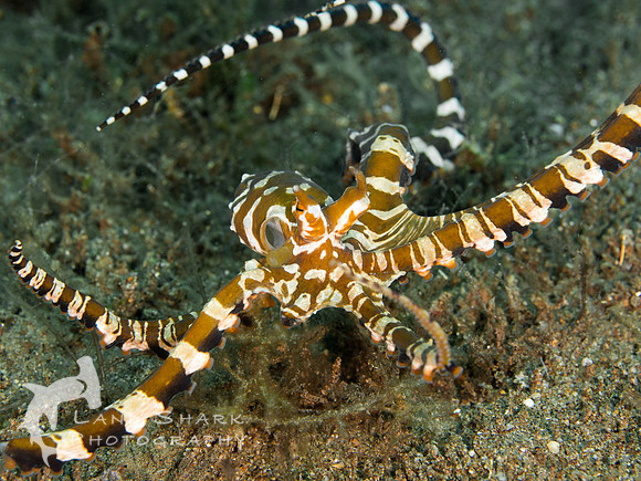 Wonderpus, Dumaguete, Philippines