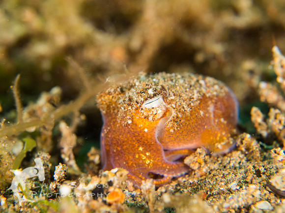 Resting: Bobtail Squid, Dumaguete, Philippines
