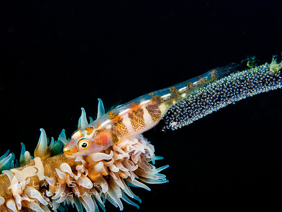 Those are not your eggs