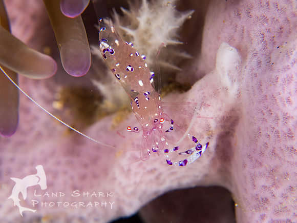 Pink and Purple: Sarasvati Anemone Shrimp, Dumaguete, Philippines