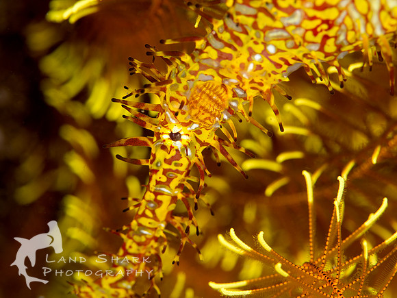 Close up: Detailed portrait of an Ornate Ghost Pipefish, Dumaguete, Philippines