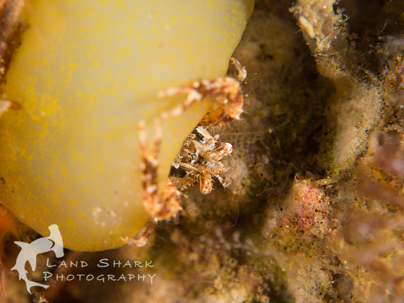 Mini: Tiny crab, Dumaguete, Philippines
