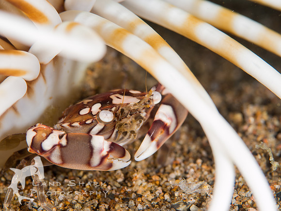 Canopy: Harlequin Anemone Crab under anemone, Dumaguete, Philippines