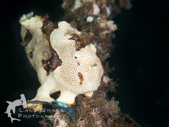 On the ropes: Painted Frogfish, Dumaguete, Philippines