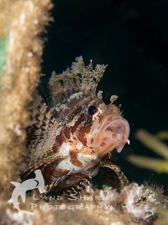 Shorty: Shortfin Scorpion Fish, Dumaguete, Philippines