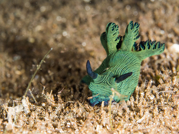 An Evening Stroll: Miller's Nembrotha nudibranch, night dive, Dumaguete, Philippines