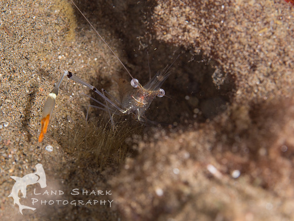 Backed Into a Corner: Capuates Shrimp, night dive, Dumaguete, Philippines