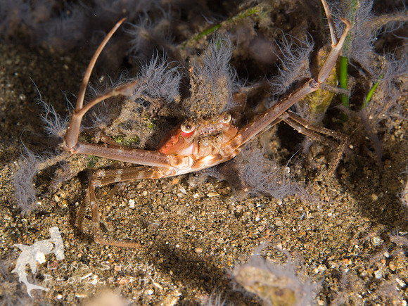 Picking a Fight: Decorator crab, night dive, Dumaguete, Philippines