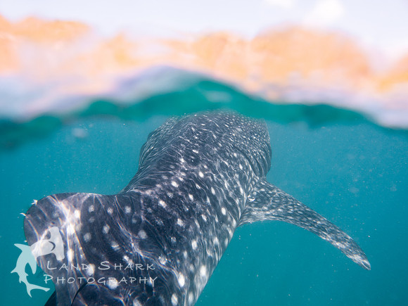Beneath the Surface: Whaleshark, Cebu, Philippines