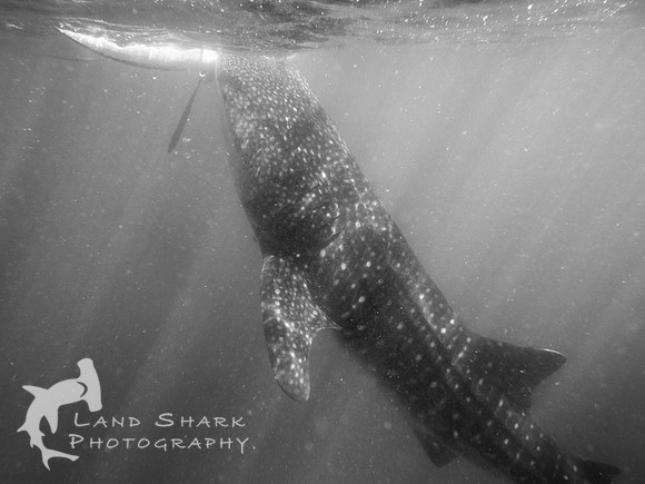 Rays of Light: Whaleshark feeding, Cebu, Philippines