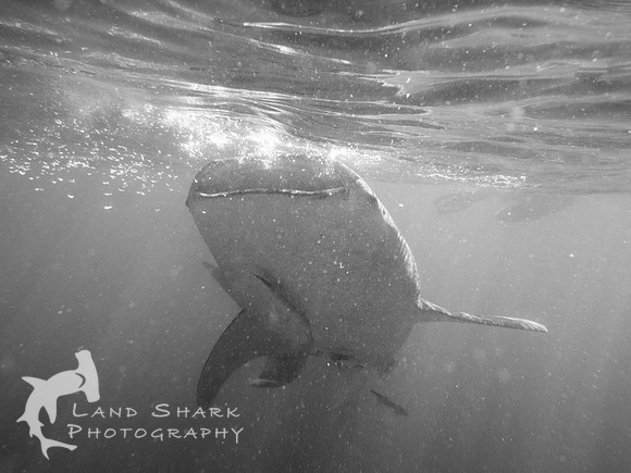 Open Wide: Whaleshark, Cebu Philippines