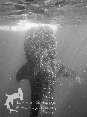 Rising Up: Whaleshark, Cebu, Philippines