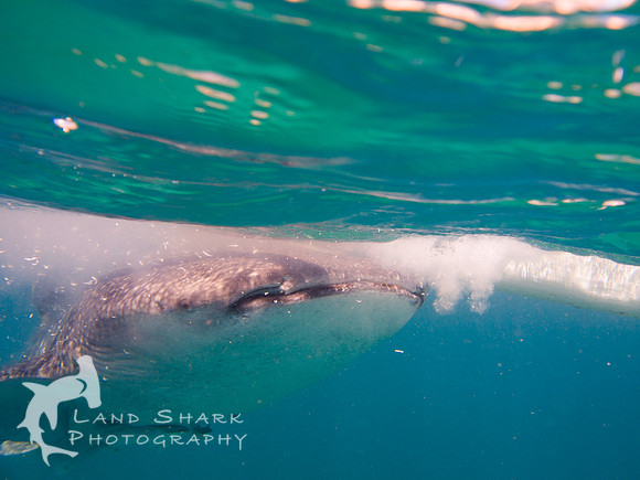 Gliding: Whaleshark, Cebu, Philippines