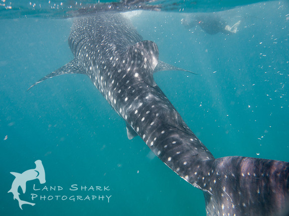 Big Fish: Whaleshark, Cebu, Philippines