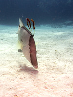 LittleCayman_160814_105143