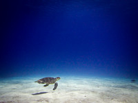 Solitude