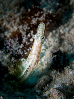 LittleCayman_160816_103650