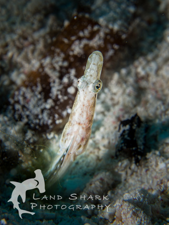 LittleCayman_160816_103650