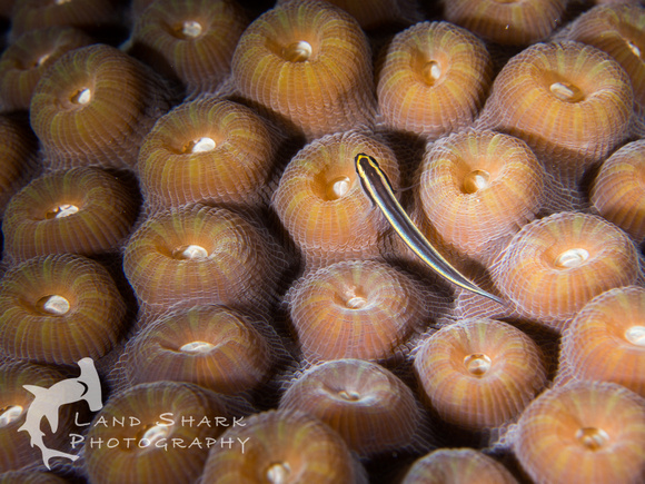 LittleCayman_160816_105813