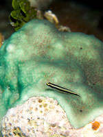 LittleCayman_160816_115819