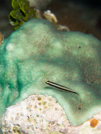 LittleCayman_160816_115819