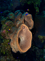 LittleCayman_160816_122221