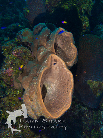 LittleCayman_160816_122221
