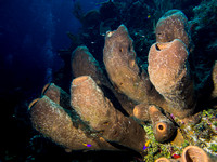 LittleCayman_160816_122505