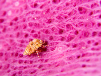 Pretty In Pink