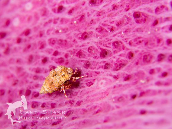 Pretty In Pink