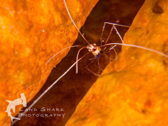 LittleCayman_160817_104044