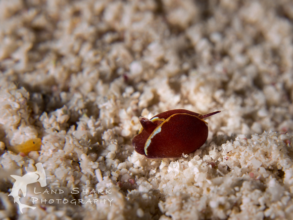LittleCayman_160817_105936