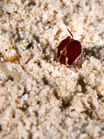 LittleCayman_160817_110008