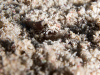 LittleCayman_160817_123206