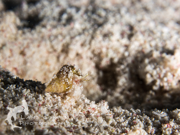 LittleCayman_160817_123252