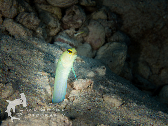 LittleCayman_160817_124752