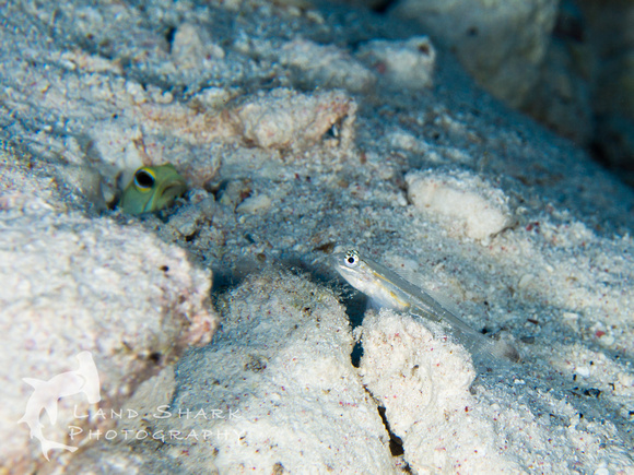LittleCayman_160817_124808