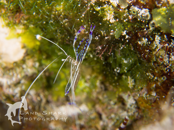 LittleCayman_160817_125450