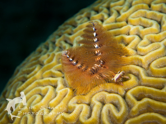 LittleCayman_160817_131153