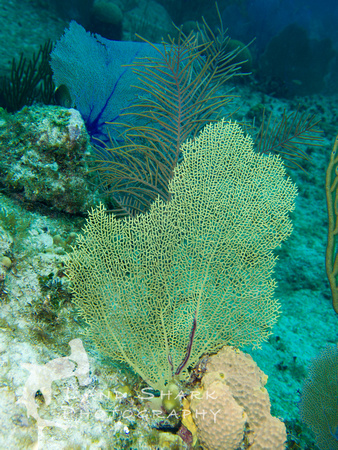 LittleCayman_160817_131421