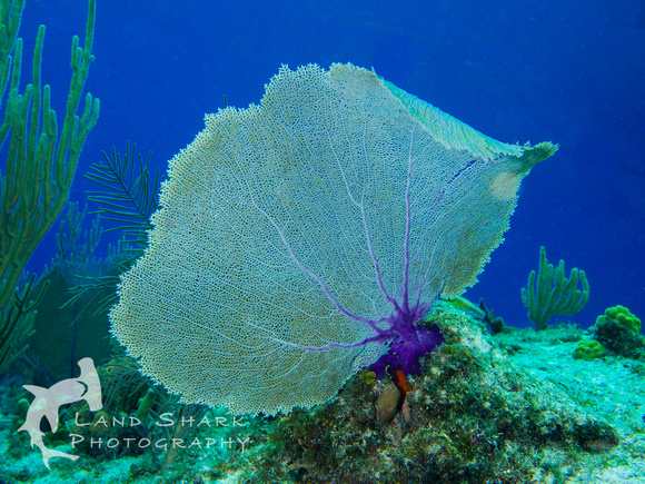 LittleCayman_160817_131552